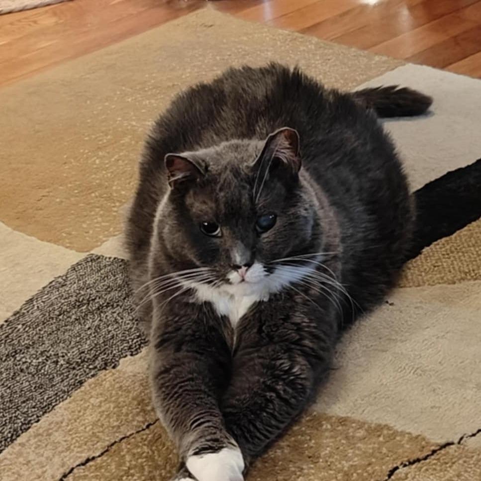 Enlarge Biff, a Adoptable Domestic Short Hair in Wakefield, MA image 3/6