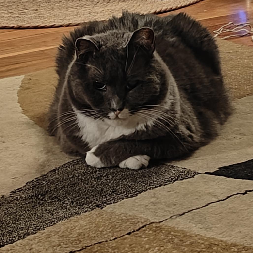 Enlarge Biff, a Adoptable Domestic Short Hair in Wakefield, MA image 4/6