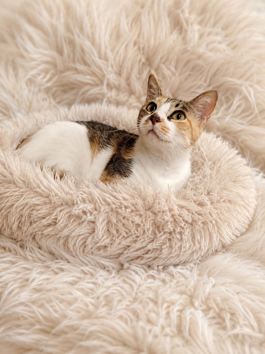Enlarge Dixie, a Adoptable Domestic Short Hair in Bee Cave, TX image 1/3