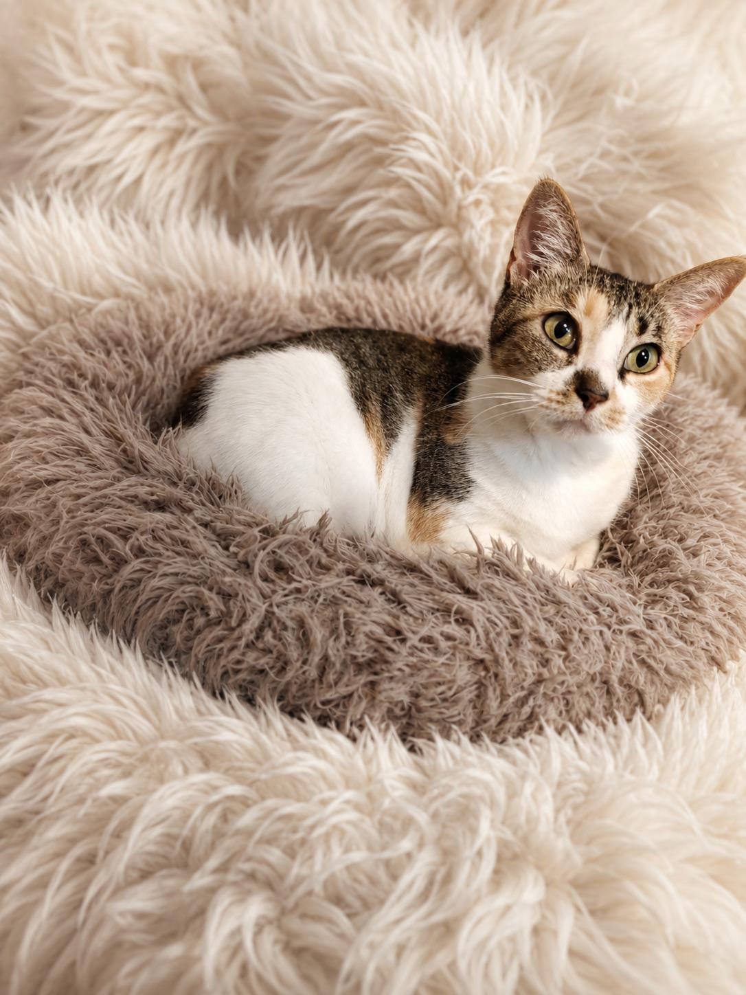 Enlarge Dixie, a Adoptable Domestic Short Hair in Bee Cave, TX image 2/3