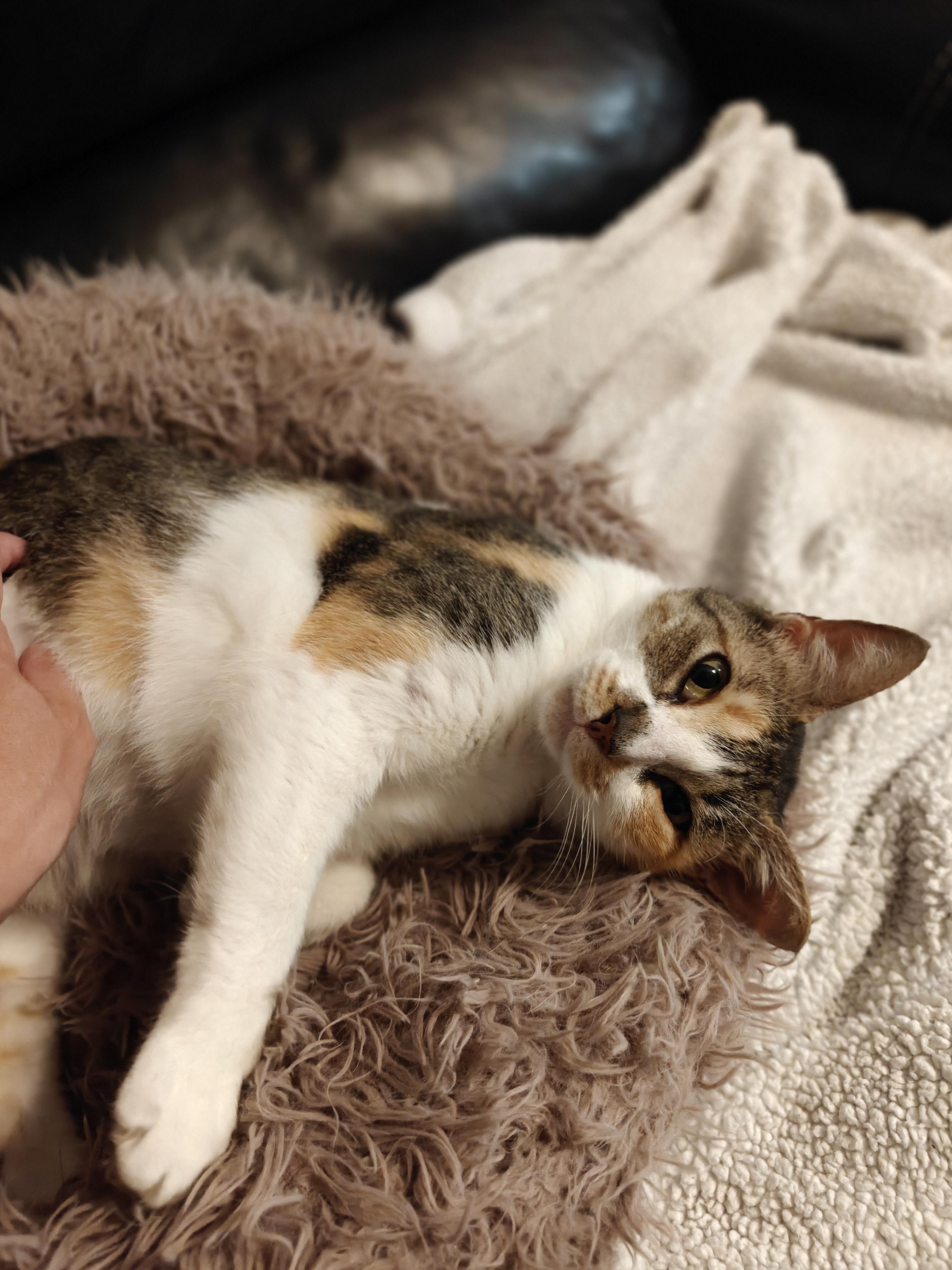 Enlarge Dixie, a Adoptable Domestic Short Hair in Bee Cave, TX image 3/3