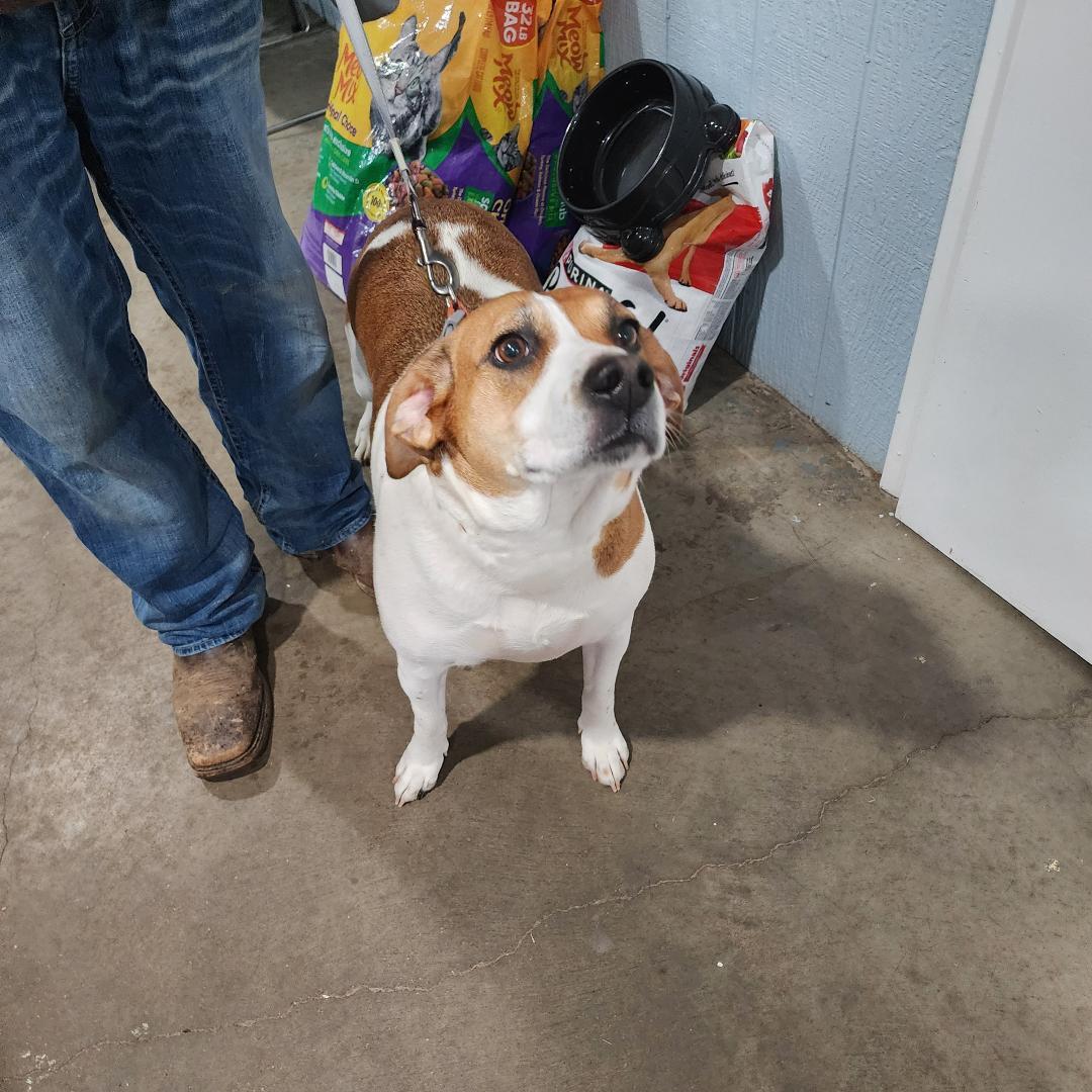 Enlarge Olive, a ADOPTABLE Foxhound in Point Pleasant, WV image 3/3