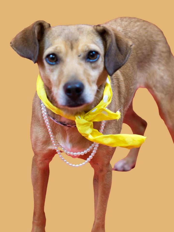 Polly, a Adoptable mixed breed in Holly Springs, MS image 1/3