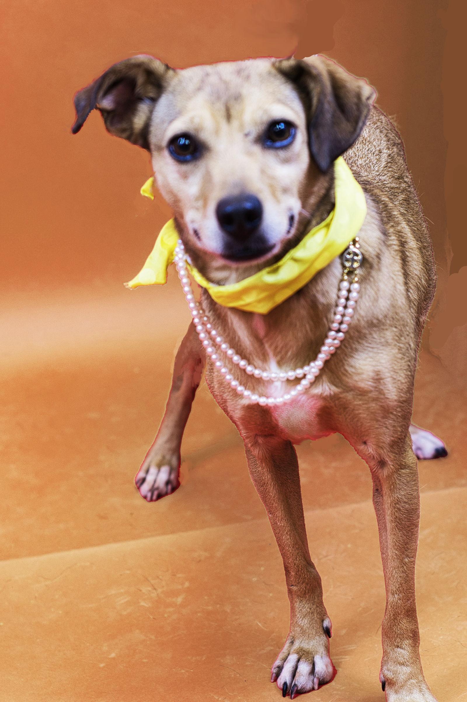 Polly, Adoptable, Young Female Feist & Chihuahua.