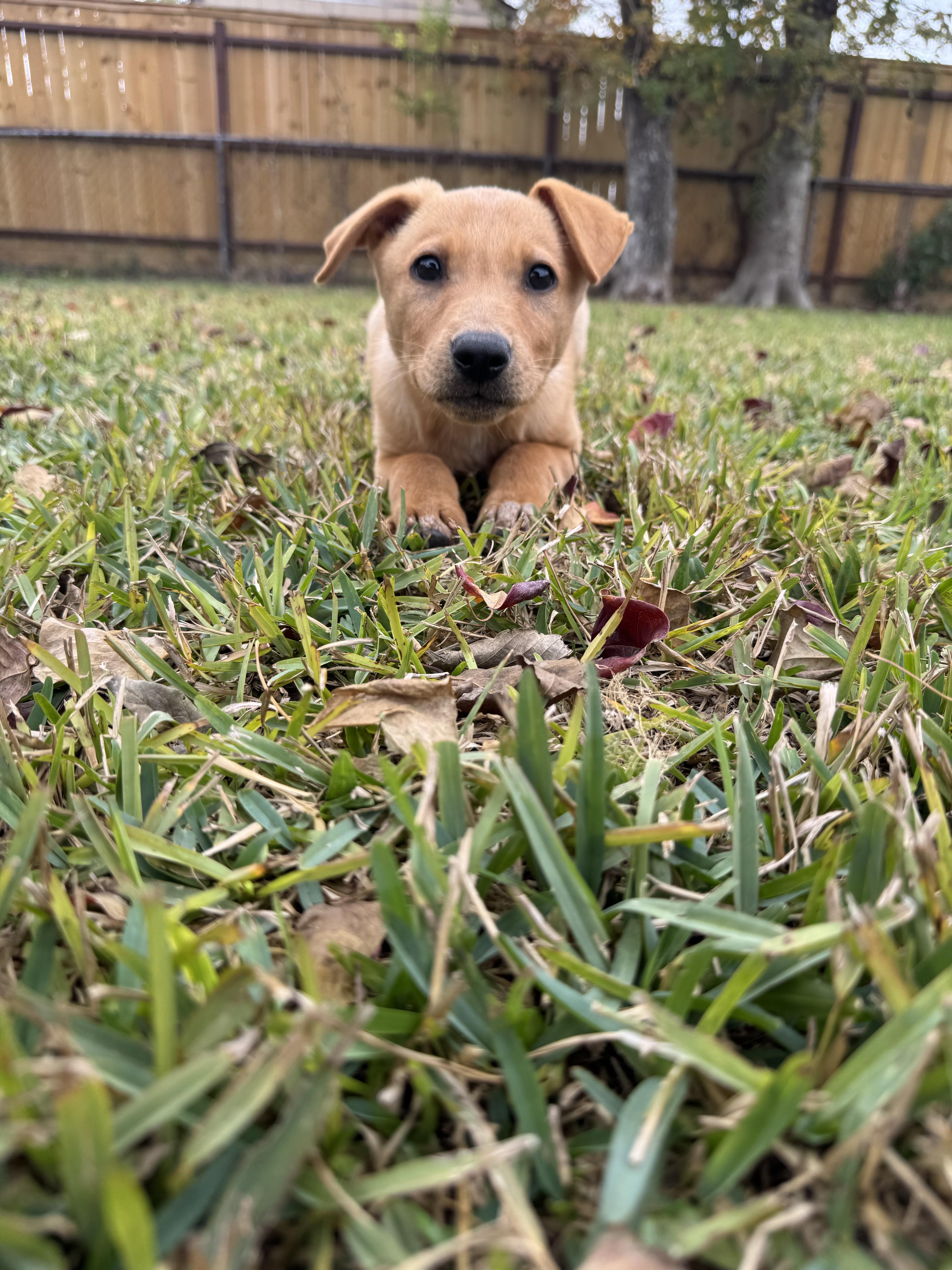 Enlarge Stevie Nicks, a Adoptable mixed breed in Houston, TX image 3/6