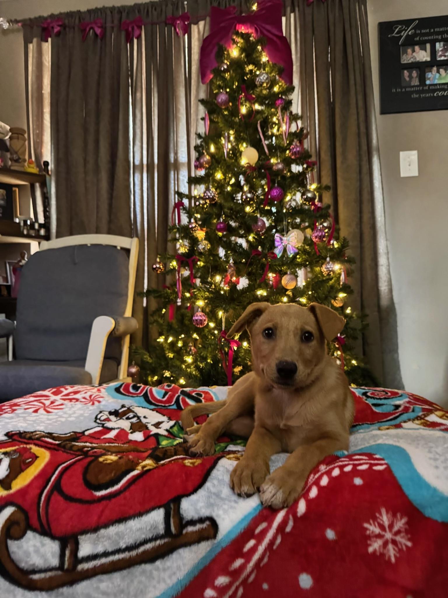 Enlarge Stevie Nicks, a Adoptable mixed breed in Houston, TX image 4/6