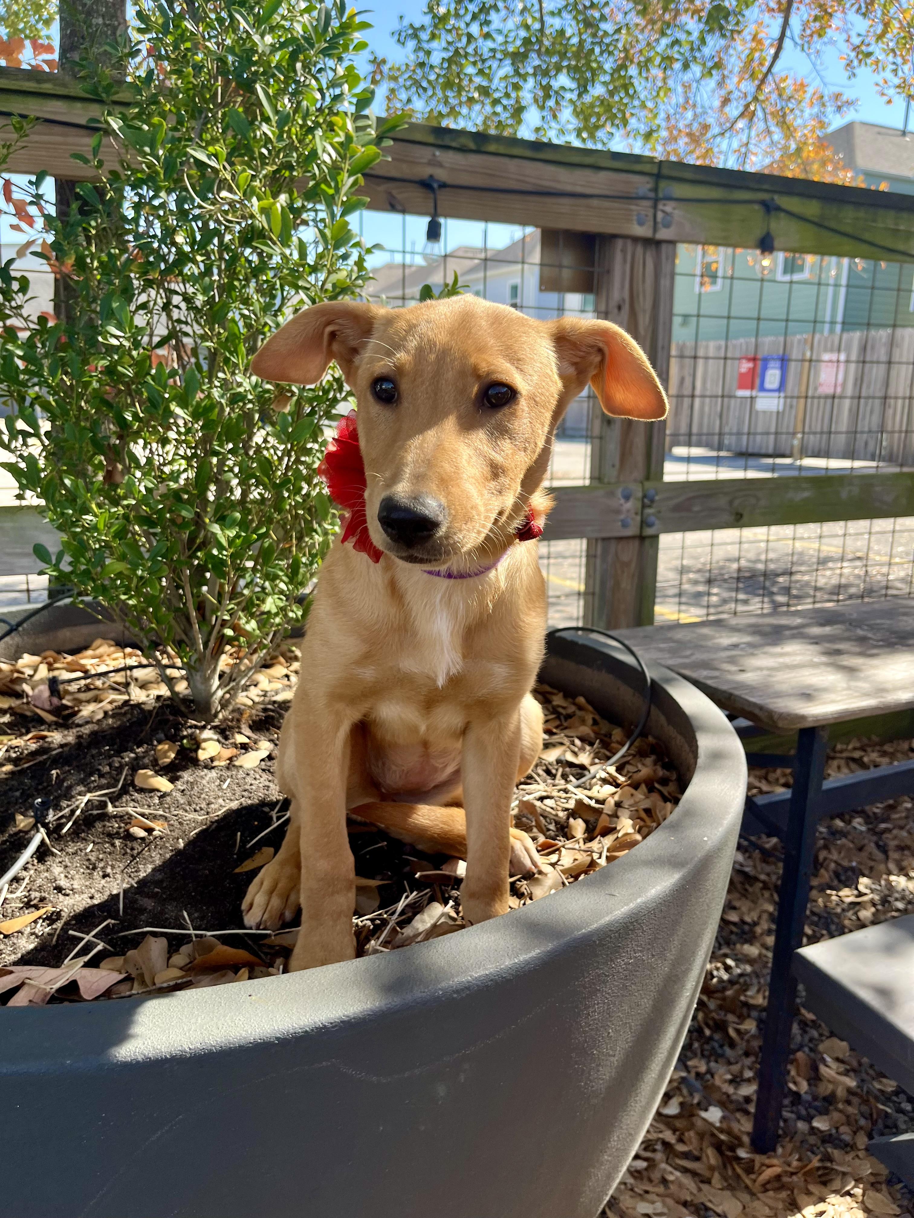 Enlarge Stevie Nicks, a Adoptable mixed breed in Houston, TX image 6/6