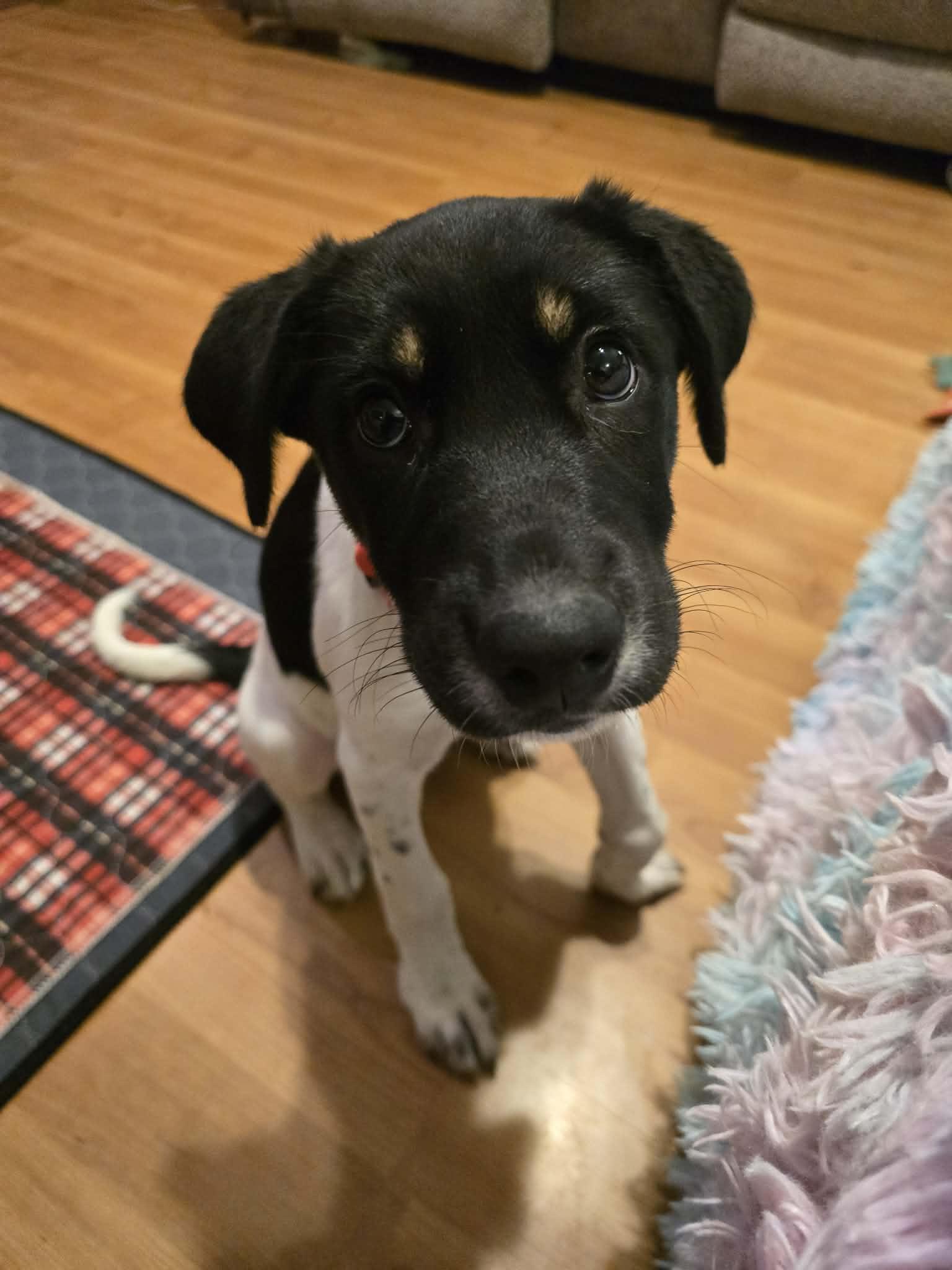 BB, Adoptable, Puppy Female Labrador Retriever & Australian Shepherd.