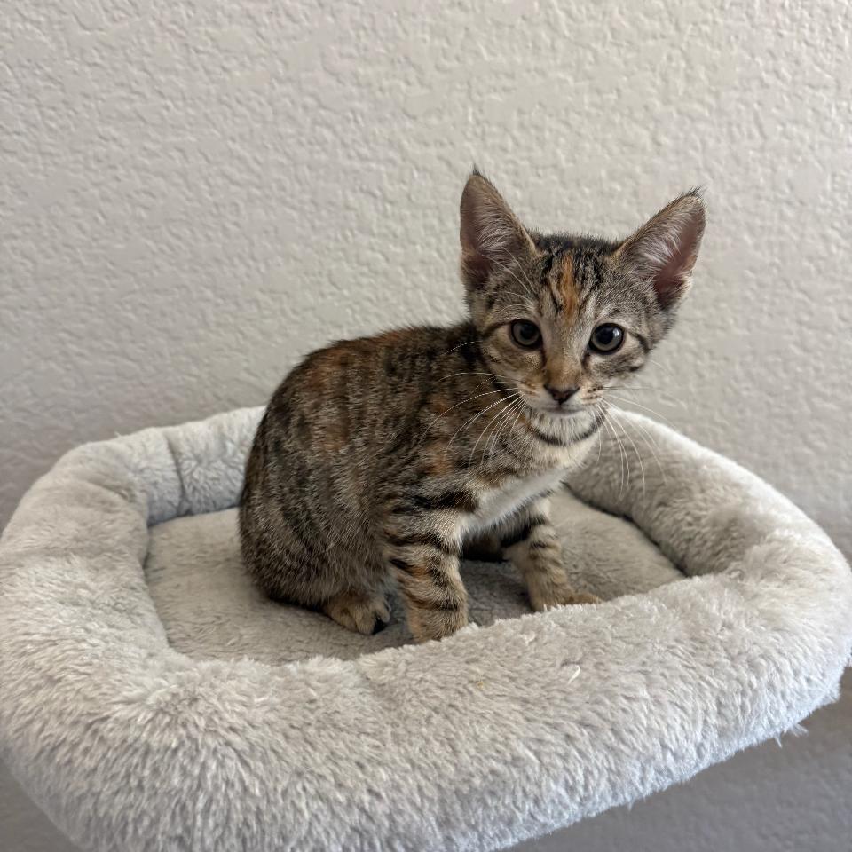 Enlarge Snickers, a Adoptable mixed breed in San Diego, CA image 1/2