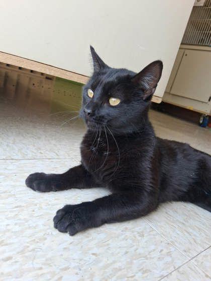 Phantom, Adoptable, Adult Male Domestic Short Hair & Domestic Short Hair.