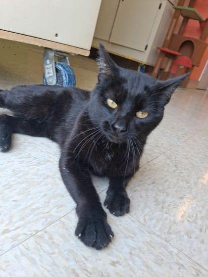 Enlarge Phantom, a Adoptable mixed breed in Scottsbluff, NE image 2/3