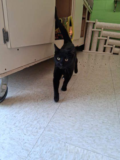 Enlarge Phantom, a Adoptable mixed breed in Scottsbluff, NE image 3/3