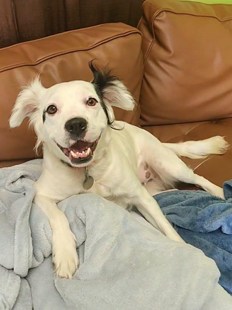 Enlarge Ollie, a Adopted mixed breed in La Salle, IL image 1/2