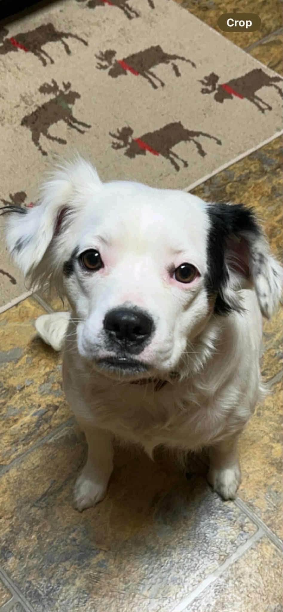 Enlarge Ollie, a Adopted mixed breed in La Salle, IL image 2/2