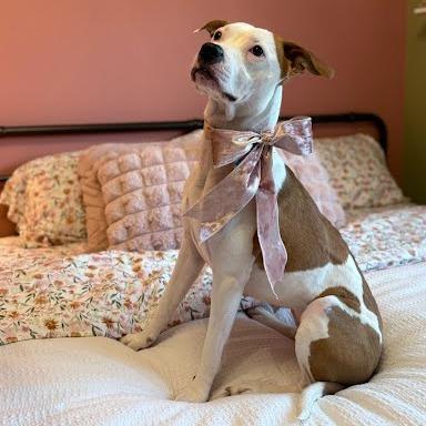 Prada, Adoptable, Adult Female Mixed Breed.