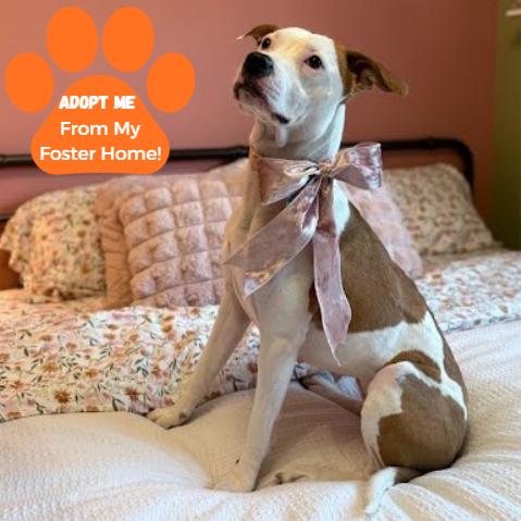 Prada, a Adoptable Mixed Breed in Chesapeake, VA image 2/4