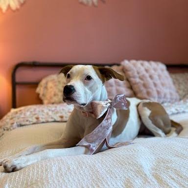 Prada, a Adoptable Mixed Breed in Chesapeake, VA image 3/4