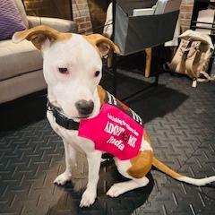 Prada, a Adoptable Mixed Breed in Chesapeake, VA image 4/4