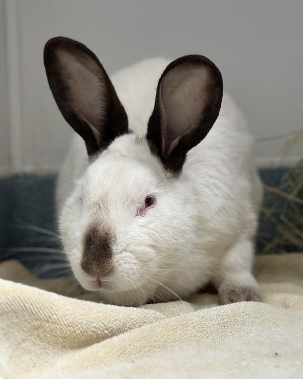Zarathustra (Zar), Adoptable, Adult Male Bunny Rabbit & Californian.