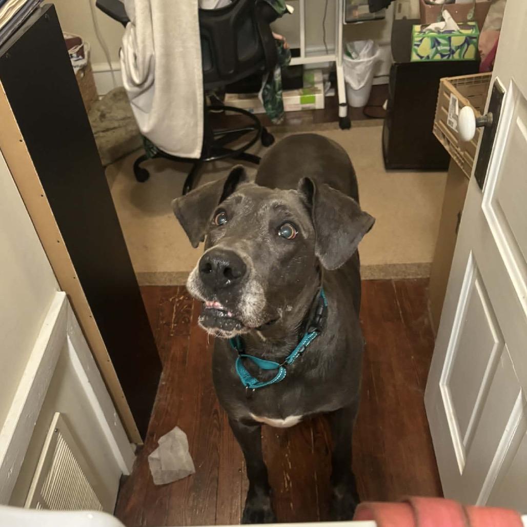 Enlarge Jade, a Adoptable Great Dane in Sinking Spring, PA image 2/5