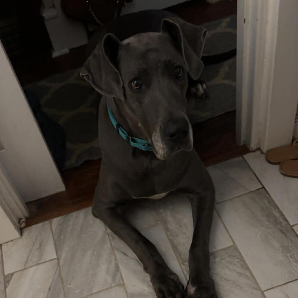 Enlarge Jade, a Adoptable Great Dane in Sinking Spring, PA image 3/5