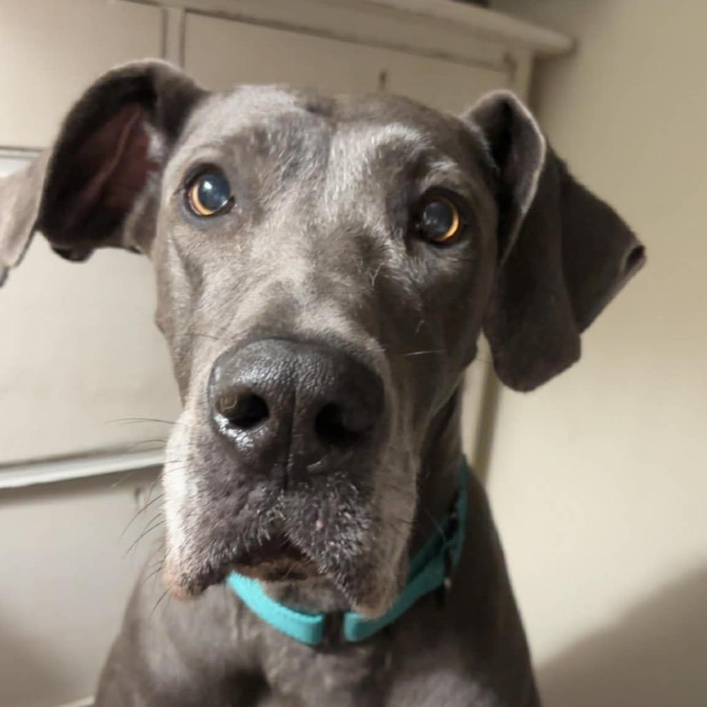 Enlarge Jade, a Adoptable Great Dane in Sinking Spring, PA image 4/5