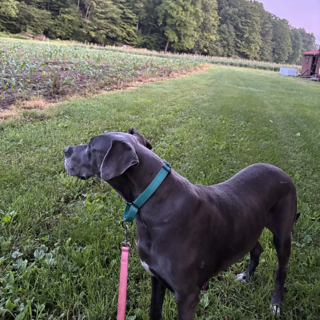 Enlarge Jade, a Adoptable Great Dane in Sinking Spring, PA image 5/5
