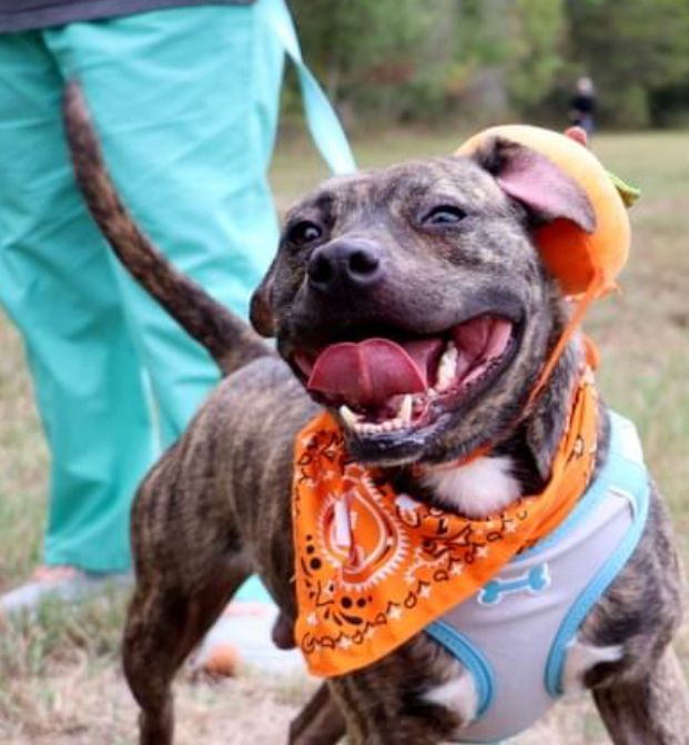 Kellog, Adopted, Young Female American Staffordshire Terrier.