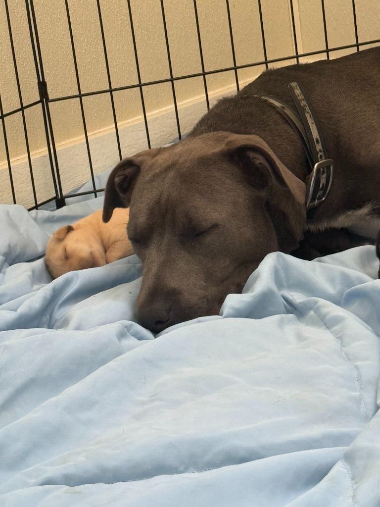 Enlarge Gracie, a Adoptable mixed breed in Centralia, IL image 2/6