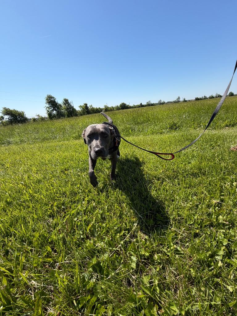 Enlarge Gracie, a Adoptable mixed breed in Centralia, IL image 4/6
