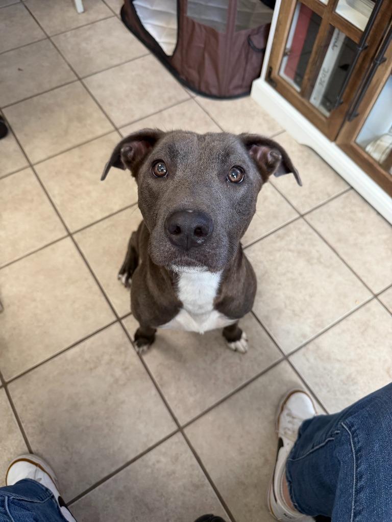 Enlarge Gracie, a Adoptable mixed breed in Centralia, IL image 5/6