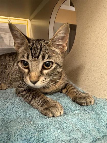 Joyce (Maroon), Adoptable, Young Female Domestic Short Hair & Domestic Short Hair.