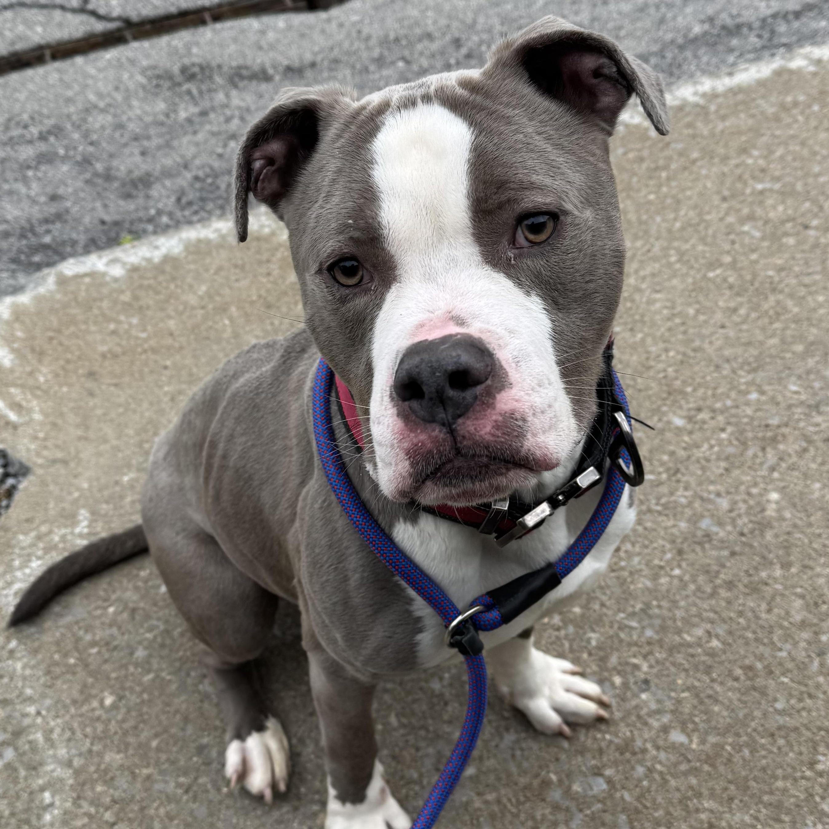 Dog for adoption - Kannon, a Pit Bull Terrier Mix in Buffalo, NY ...