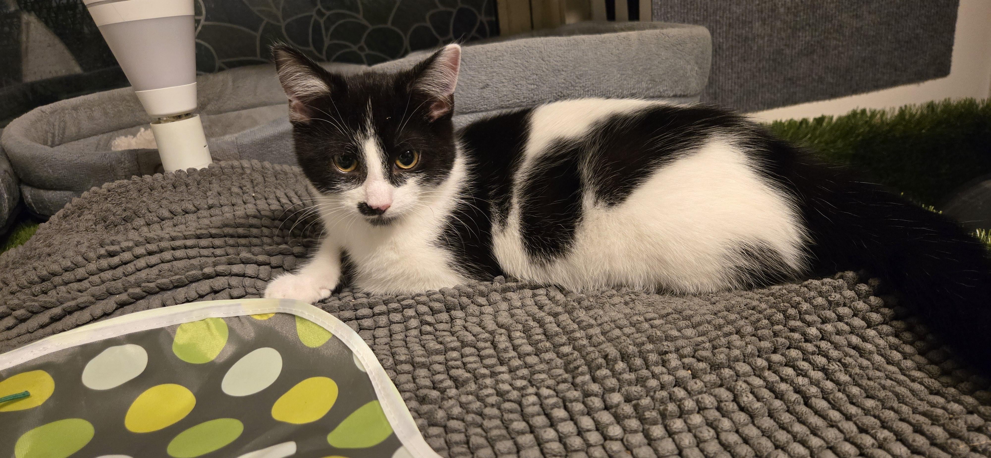 Enlarge Artiste, a ADOPTABLE Tuxedo in Verdun, QC image 1/1