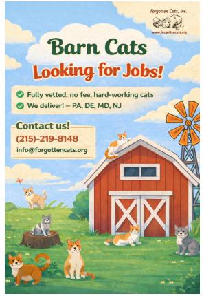 We Have Male and Female Barn Cats!, Adoptable, Adult Male Domestic Short Hair.