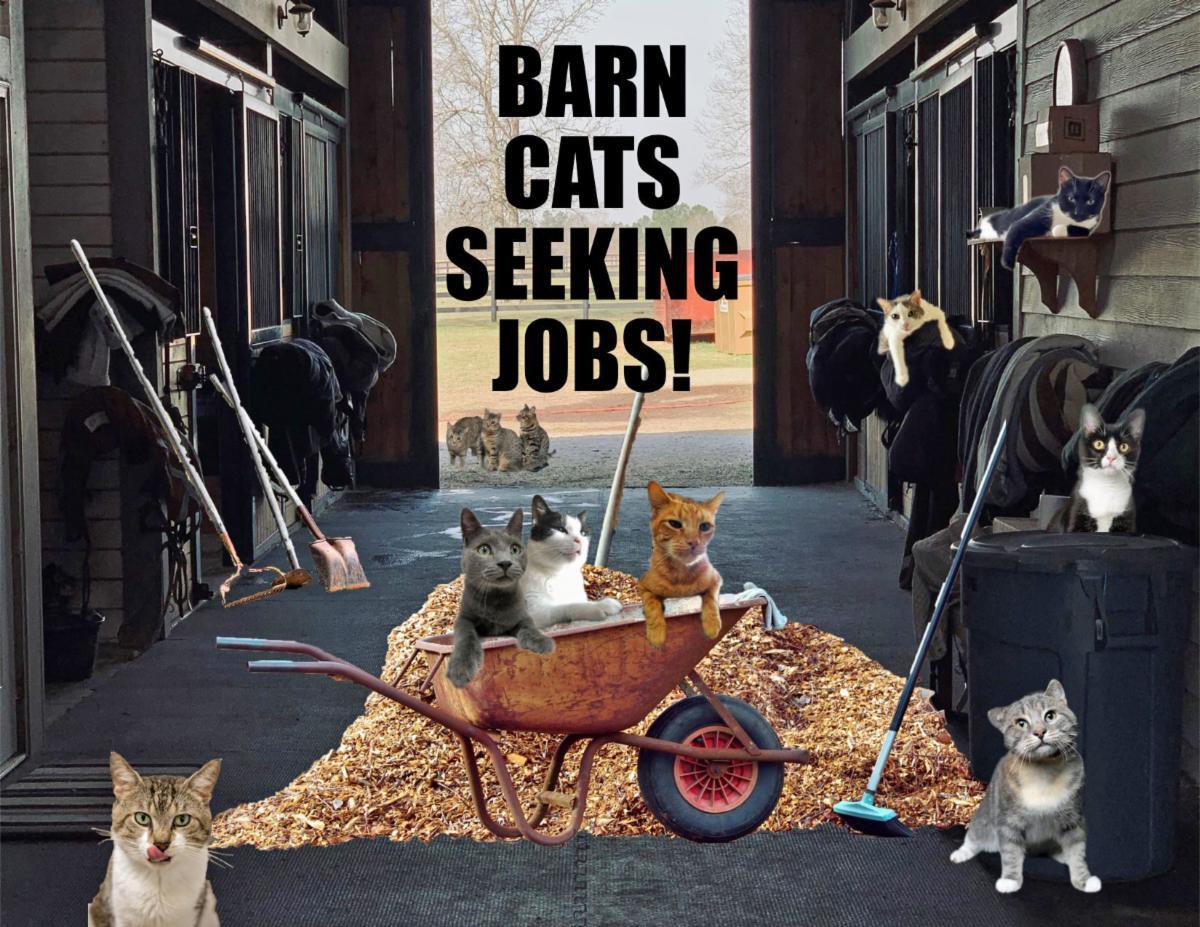 We Have Male and Female Barn Cats!, a Adoptable Domestic Short Hair in Greenville, DE image 1/3
