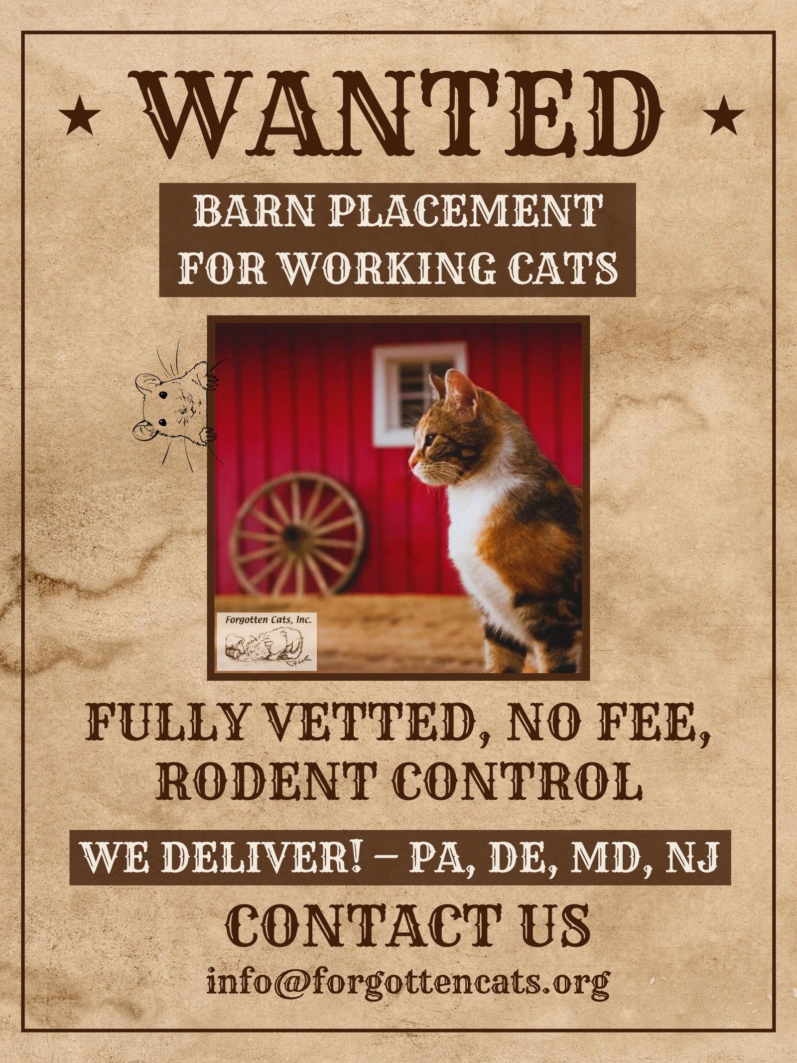 We Have Male and Female Barn Cats!, a Adoptable Domestic Short Hair in Greenville, DE image 2/3