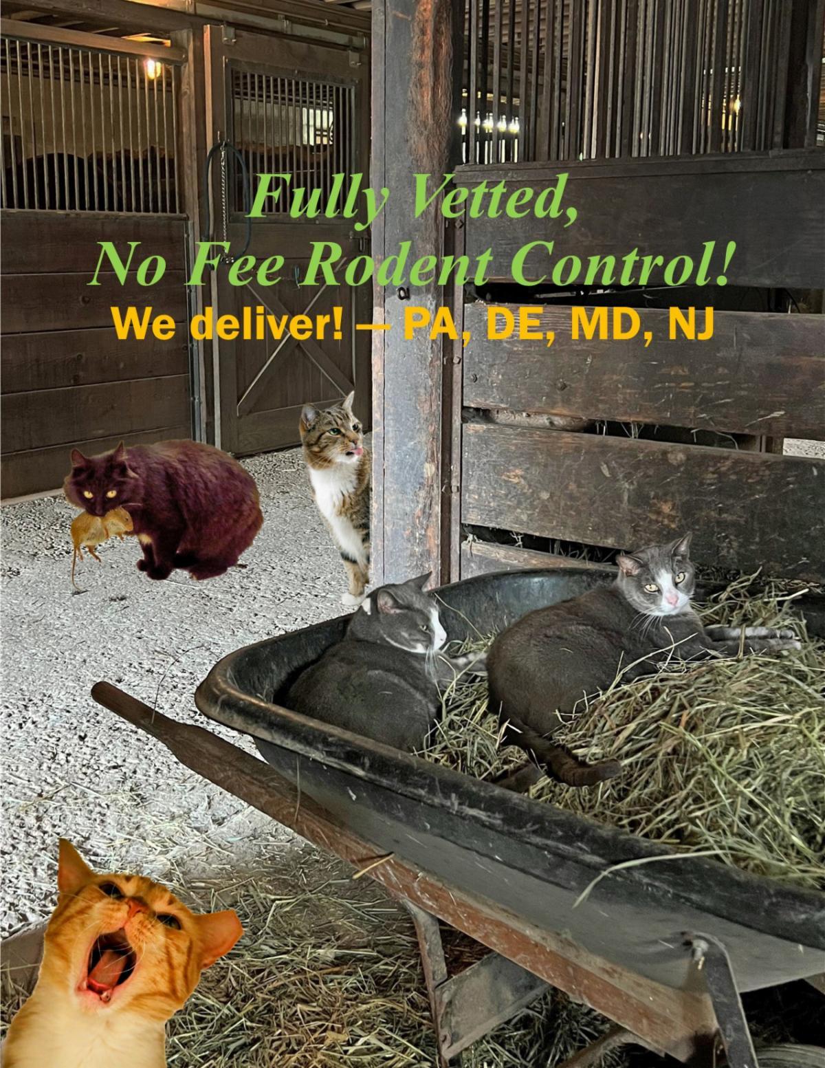 We Have Male and Female Barn Cats!, a Adoptable Domestic Short Hair in Greenville, DE image 3/3