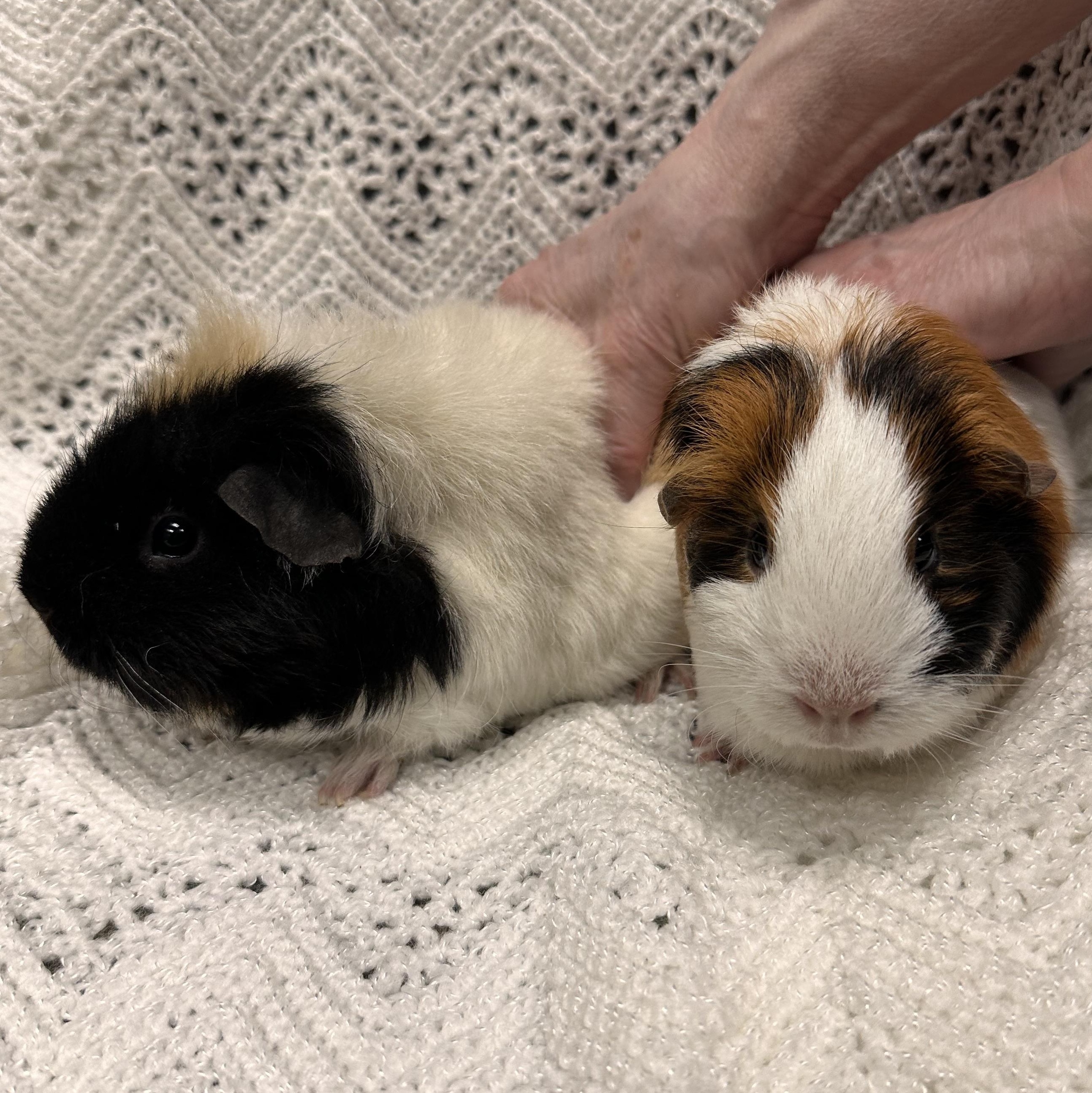 Enlarge Kiwi and Sweet Potato, an adopted mixed breed in Teterboro, NJ image 3/4
