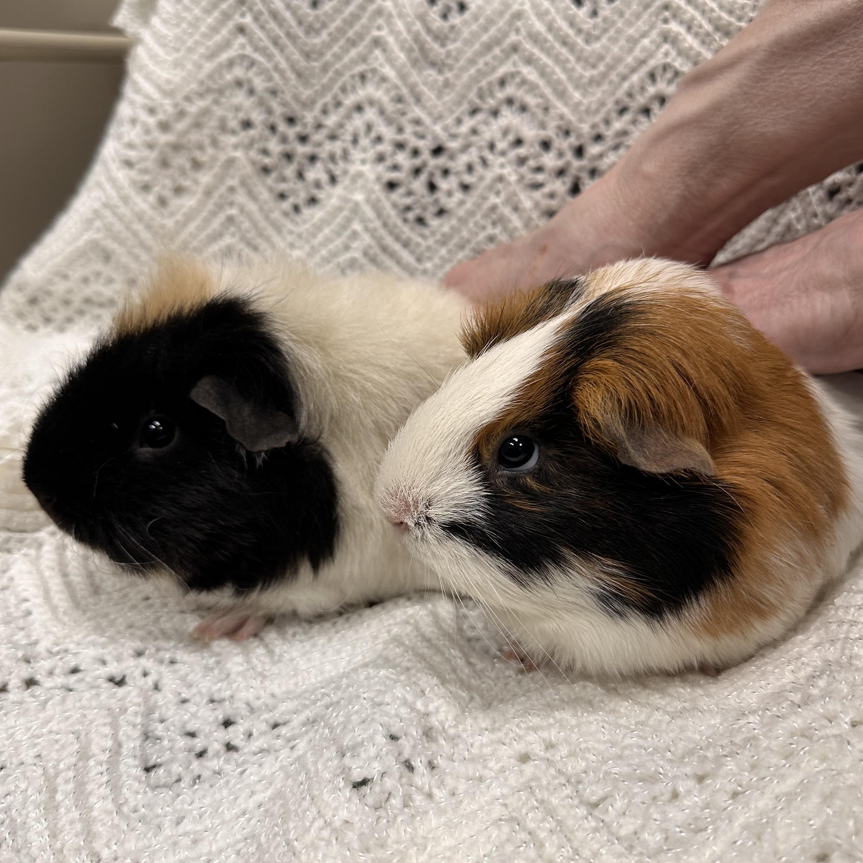 Enlarge Kiwi and Sweet Potato, an adopted mixed breed in Teterboro, NJ image 2/4