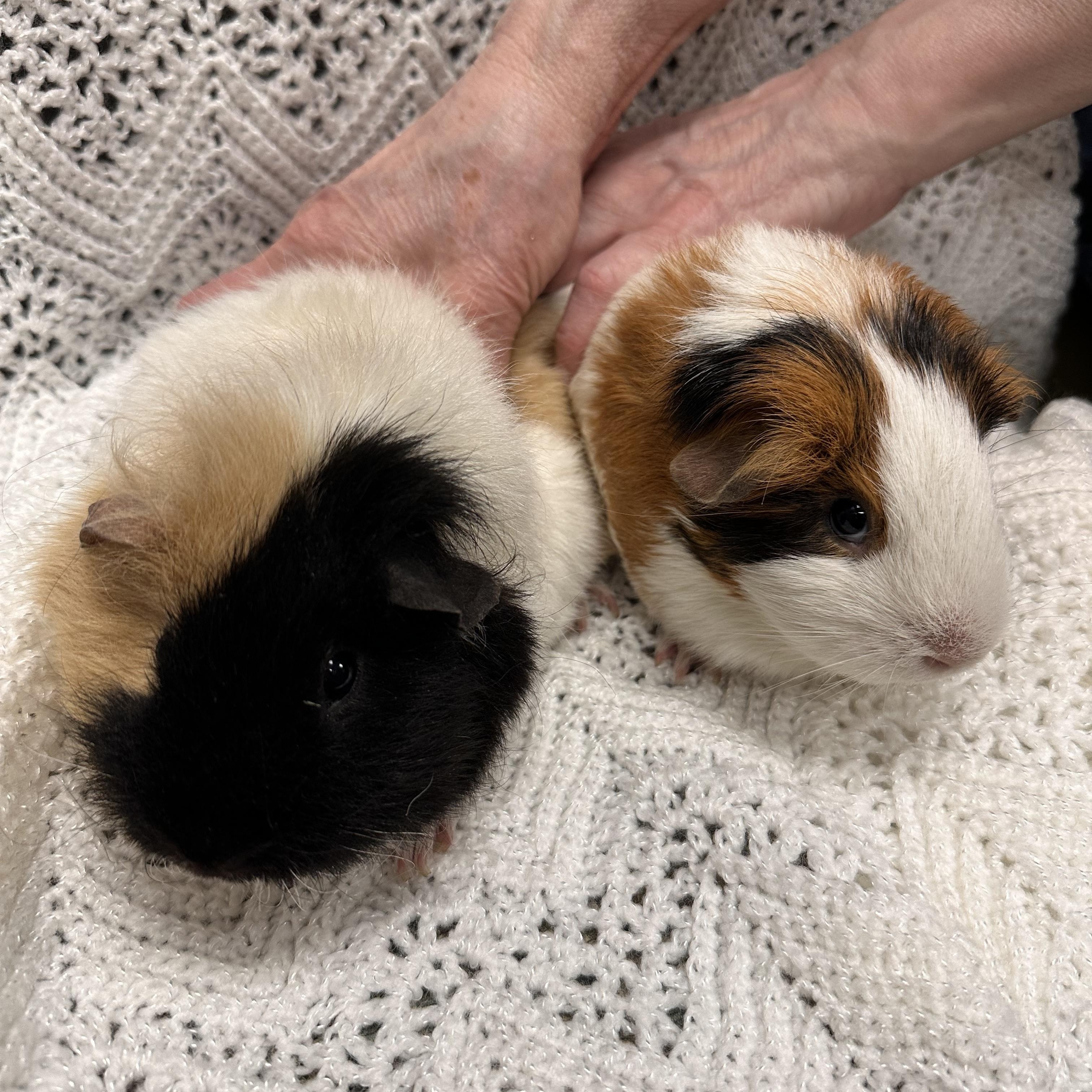 Kiwi and Sweet Potato, adopted, Young Female Guinea Pig & Rex.