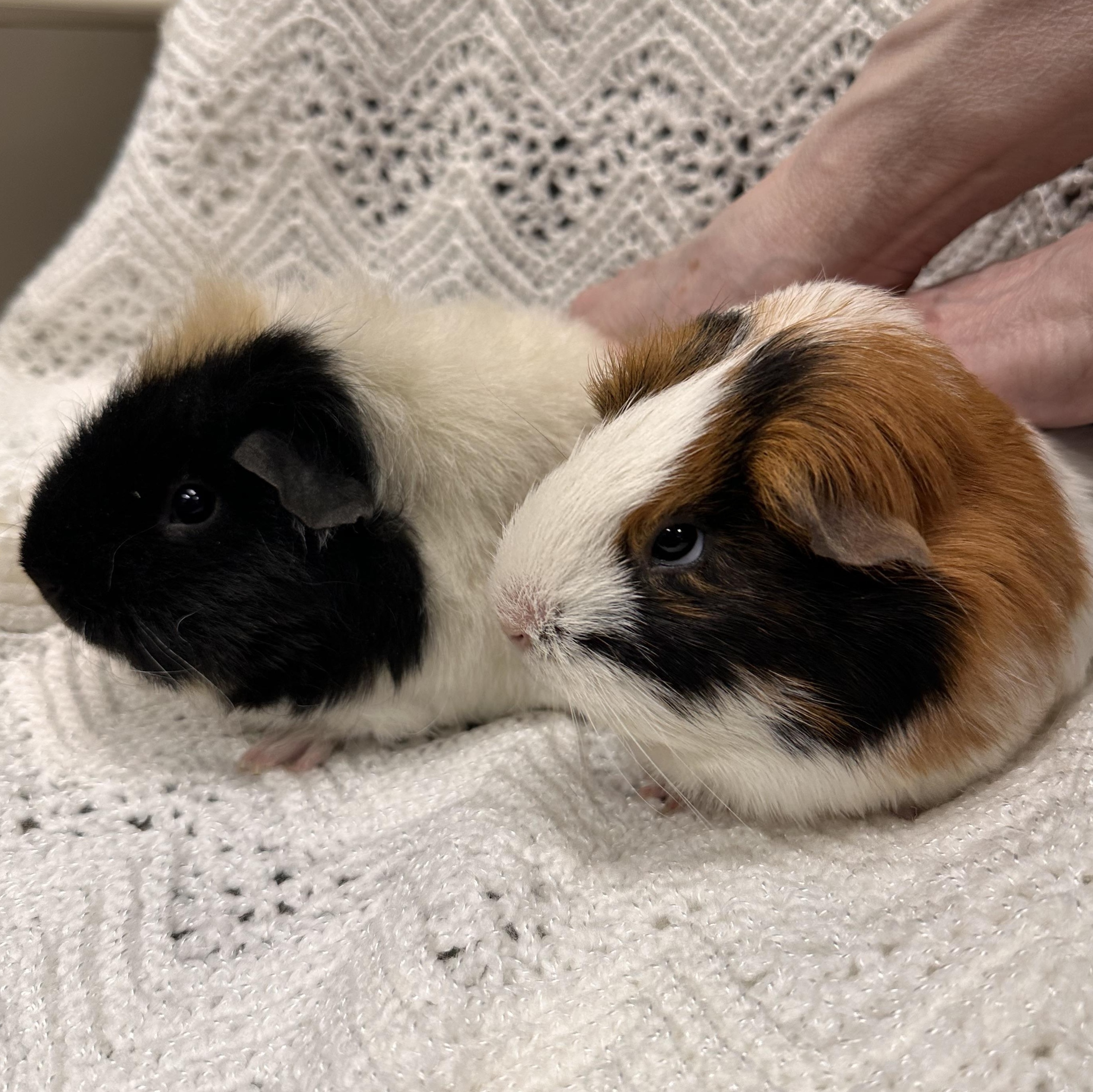 Enlarge Kiwi and Sweet Potato, an adopted mixed breed in Teterboro, NJ image 4/4