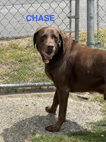 Chase 14, ADOPTABLE, Senior Male Chocolate Labrador Retriever.