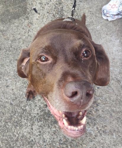 Chase 14, a ADOPTABLE Chocolate Labrador Retriever in Killingworth, CT image 1/4