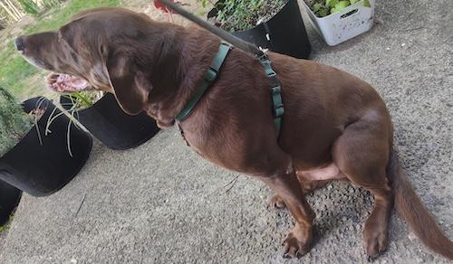 Chase 14, a ADOPTABLE Chocolate Labrador Retriever in Killingworth, CT image 2/4