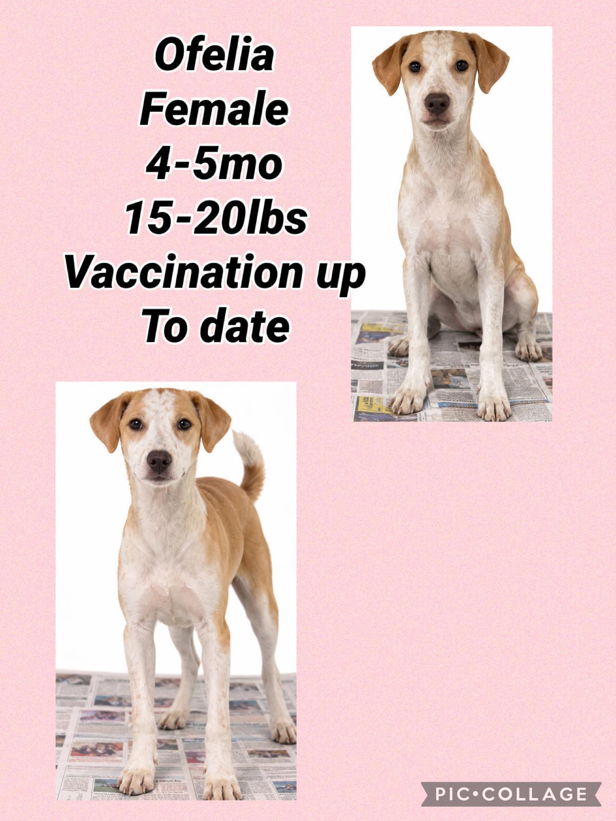 Ofelia, Adoptable, Young Female Pointer & Hound.