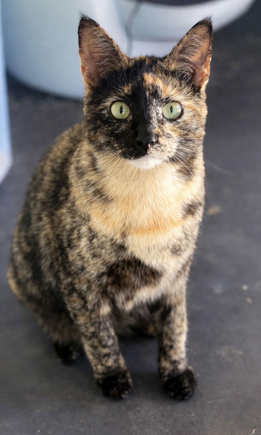 Enlarge Taylor and Swift, a Adoptable mixed breed in Long Beach, CA image 1/3