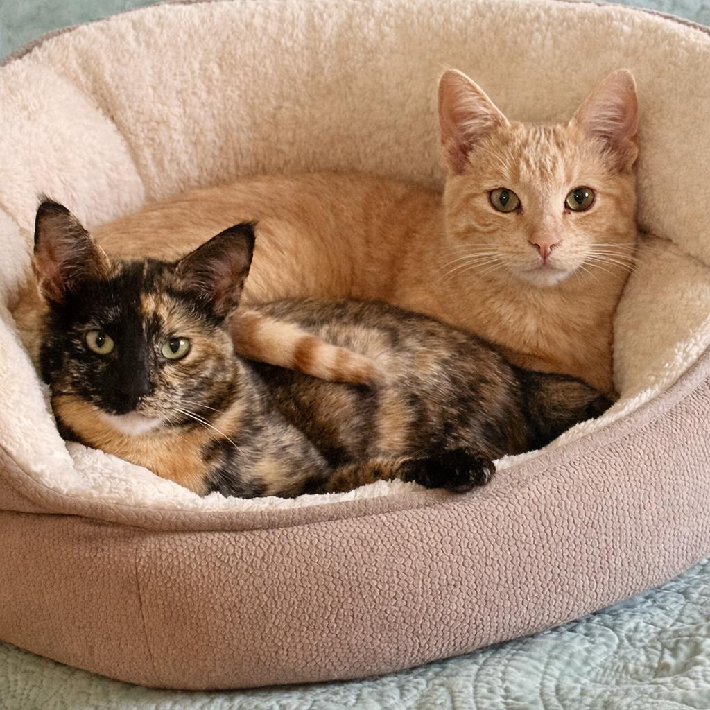 Enlarge Taylor and Swift, a Adoptable mixed breed in Long Beach, CA image 2/3