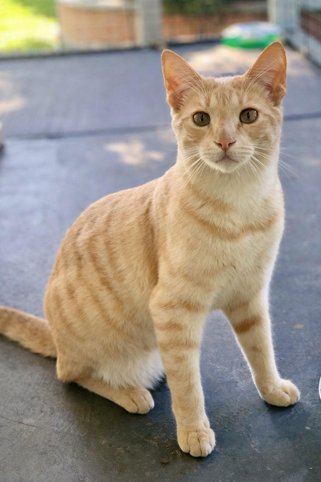 Enlarge Taylor and Swift, a Adoptable mixed breed in Long Beach, CA image 3/3