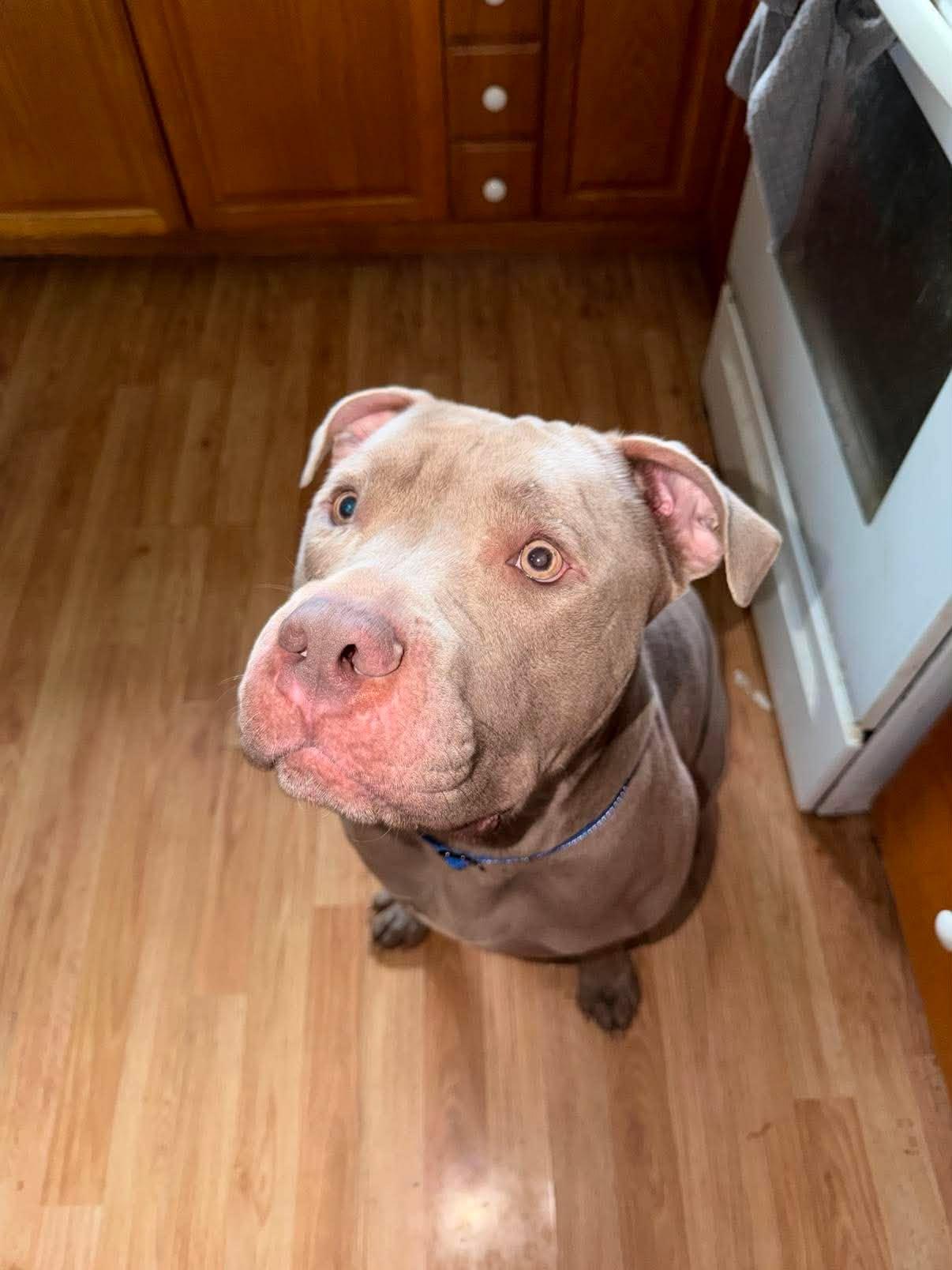 Beefcake, Adoptable, Young Male Pit Bull Terrier.